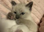 PENDING Male Ragdoll blue point - Ragdoll Kitten For Sale - Providence&comma; RI&comma; US