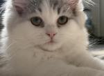 Leo - Persian Kitten For Sale - Philadelphia&comma; PA&comma; US