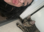 Bella - Domestic Cat For Adoption - Los Angeles&comma; CA&comma; US