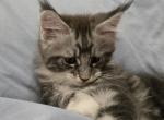 Madison and Royal - Maine Coon Kitten For Sale - Cottonwood&comma; CA&comma; US