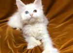 Female poly Maine Coon Ember - Maine Coon Kitten For Sale - 