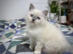 Narcissa - Ragdoll Kitten For Sale - Tuscaloosa&comma; AL&comma; US
