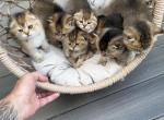 The Golden Cubs - Scottish Fold Kitten For Sale - Reisterstown&comma; MD&comma; US