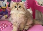 Sam - British Shorthair Kitten For Sale - New York&comma; NY&comma; US