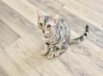 Bengal sliver - Bengal Kitten For Sale - 