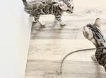 CaliforniaBengals - Bengal Kitten For Sale - 