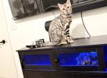 Lynx Russian imported - Bengal Cat For Sale - 