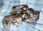 4 kittens available meet in person - Bengal Kitten For Sale - Corning&comma; CA&comma; US