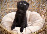 BlackScottish - Scottish Fold Kitten For Sale - Oakland&comma; CA&comma; US