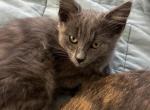 fluffy gray kitten - Domestic Kitten For Sale - Auburn&comma; WA&comma; US