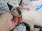 Seal Point 2 Male S B - Siamese Kitten For Sale - NY&comma; US