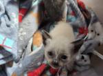 Issi - Siamese Kitten For Sale - Sacramento&comma; CA&comma; US