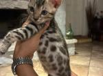 New litter - Bengal Kitten For Sale - Dallas&comma; TX&comma; US
