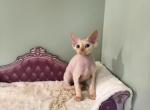 Lillian - Devon Rex Kitten For Sale - Homer&comma; IL&comma; US