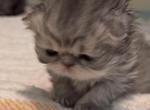 Blue smoke female - Persian Kitten For Sale - 