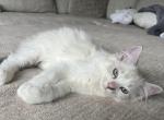 Lynx Bicolor ragdoll male - Ragdoll Kitten For Sale - Lancaster&comma; PA&comma; US