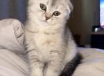 Jasmine - Scottish Fold Kitten For Sale - St&period; Petersburg&comma; FL&comma; US