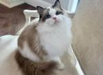 Ragdoll Seal Point Young Adult Female - Ragdoll Cat For Sale/Retired Breeding - Orlando&comma; FL&comma; US