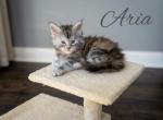 Aria - Maine Coon Kitten For Sale - 