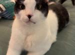 Toby - Domestic Cat For Adoption - Little Rock&comma; AR&comma; US