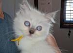 Ragdoll litter - Ragdoll Kitten For Sale - IN&comma; US