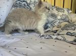 Female blue bi color ragdoll - Ragdoll Kitten For Sale - Westbrook&comma; ME&comma; US