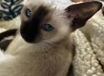 Snows Seal and Chocolate Points - Siamese Kitten For Sale - Moneta&comma; VA&comma; US