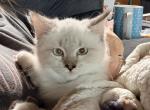 Nash - Siberian Kitten For Sale - 