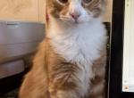 Cheeto - Norwegian Forest Kitten For Sale