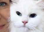 Marie TICA Registered White Ragdoll Odd Eyes - Ragdoll Cat For Sale - Lock Haven&comma; PA&comma; US