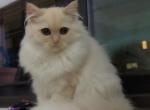 Sugar - Himalayan Kitten For Sale - Bronx&comma; NY&comma; US