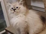 Seal lynx mitted Snoozy - Ragdoll Kitten For Sale - Bristow&comma; VA&comma; US