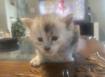 Hugehighsmoke - Maine Coon Kitten For Sale - OH&comma; US