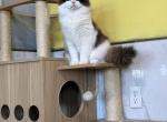 Coco Brownie - Ragdoll Cat For Sale - Springfield&comma; MO&comma; US