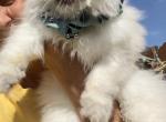 Snowflake female - Persian Kitten For Sale - FL&comma; US