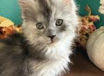 Cindy - Maine Coon Kitten For Sale - Winter Haven&comma; FL&comma; US