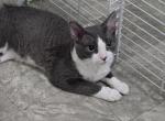 oreo - Devon Rex Cat For Sale - Lynchburg&comma; VA&comma; US