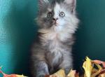 Marcia - Maine Coon Kitten For Sale - 