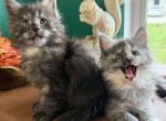 The Boudicca Bunch - Maine Coon Kitten For Sale - 