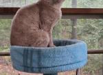 Racer - Devon Rex Cat For Sale - Lynchburg&comma; VA&comma; US