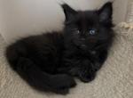 Black Female Maine Coon kitten - Maine Coon Kitten For Sale - Bethlehem&comma; PA&comma; US