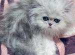 Baby Joshen boy - Persian Kitten For Sale - Houston&comma; TX&comma; US