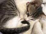 Little tiger kitten born Aug 13th ready for new ho - American Shorthair Kitten For Sale - Wilmington&comma; MA&comma; US