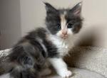 Calico female Maine Coon - Maine Coon Kitten For Sale - Bethlehem&comma; PA&comma; US