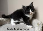 Black and White Male Maine Coon kitten - Maine Coon Kitten For Sale - Bethlehem&comma; PA&comma; US
