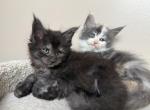 Female Black Smoke Maine Coon - Maine Coon Kitten For Sale - Bethlehem&comma; PA&comma; US