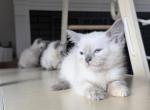 Siamese kittens - Siamese Kitten For Sale - MA&comma; US