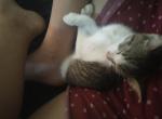 It does not have a name - Domestic Kitten For Adoption - 
