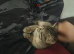 Does not have a name - Domestic Kitten For Sale - Wesleyville&comma; PA&comma; US