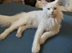 Galadriel - Maine Coon Cat For Sale - Cayuga&comma; IN&comma; US